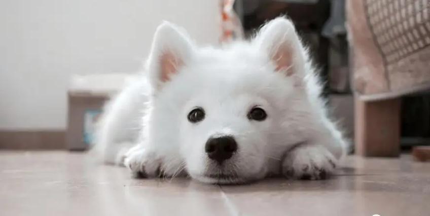 狗狗不来例假了是怎么回事啊,狗狗第一次来例假大概多长时间