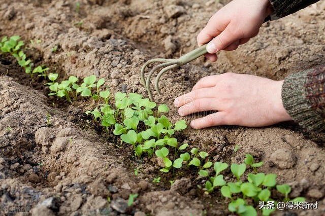 如何使土壤板结变松软,龙血树土壤板结后怎么换土