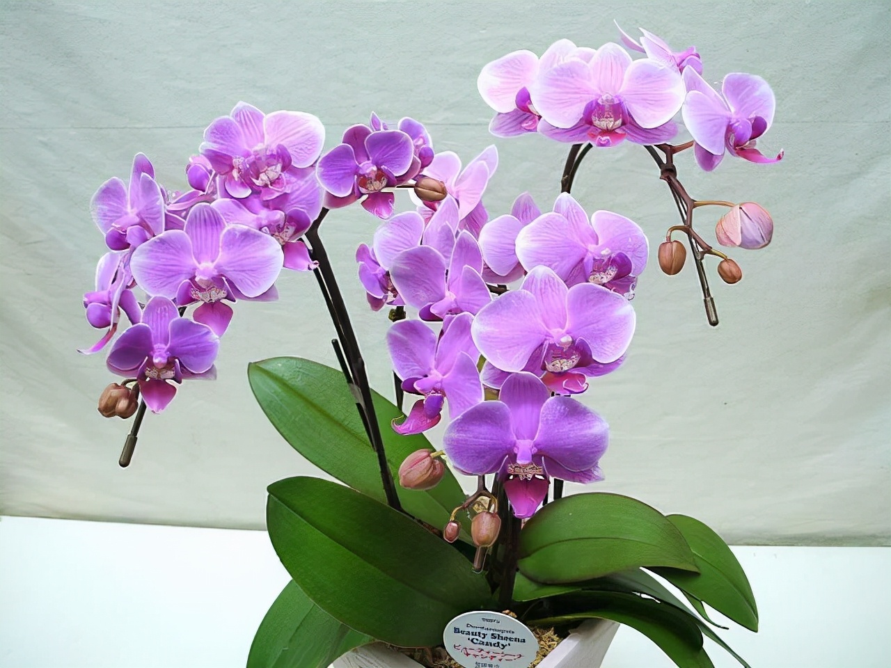 什么兰是最流行的兰花呢,兰花中哪个品种最好看又好养