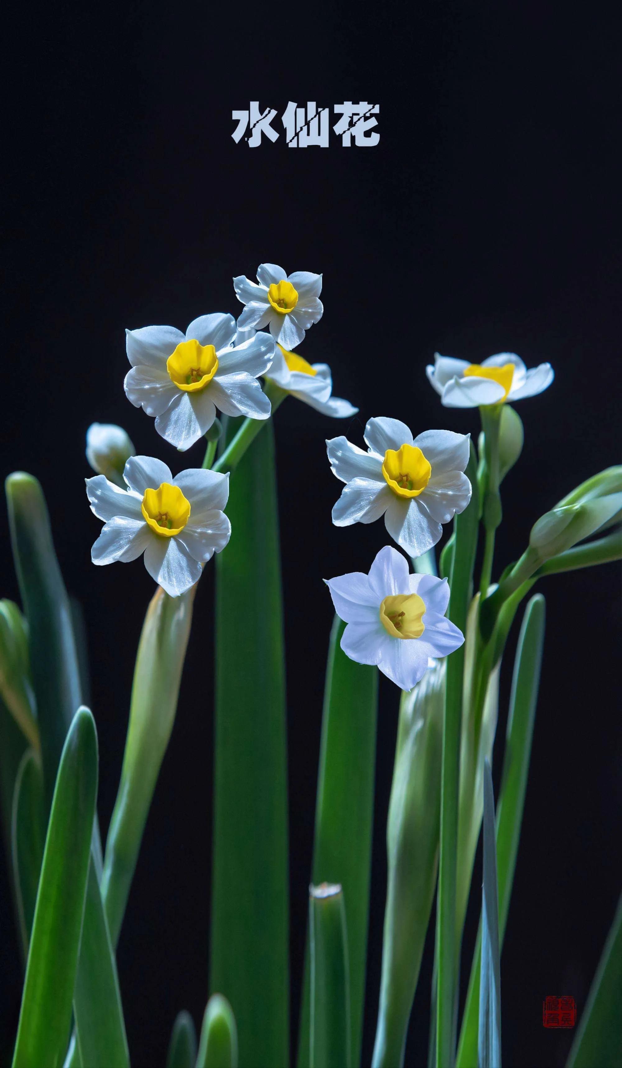 十二星座本命香水,十二星座本命星座