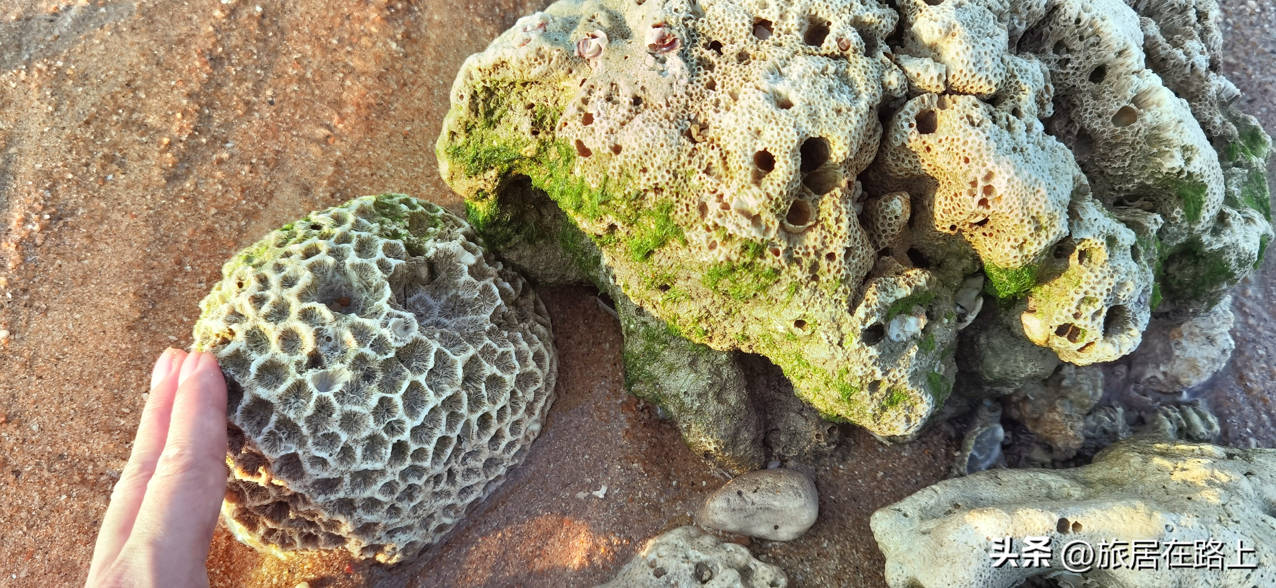 棋子湾上的仙人掌,海南棋子湾旅游攻略一日游