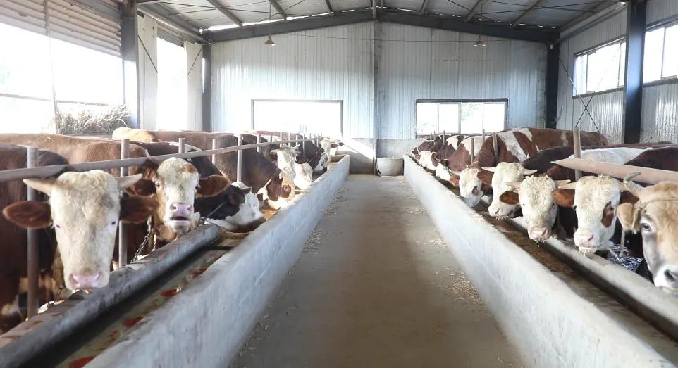 柘城县鸿旺肉牛养殖,柘城县盛兴肉牛养殖场