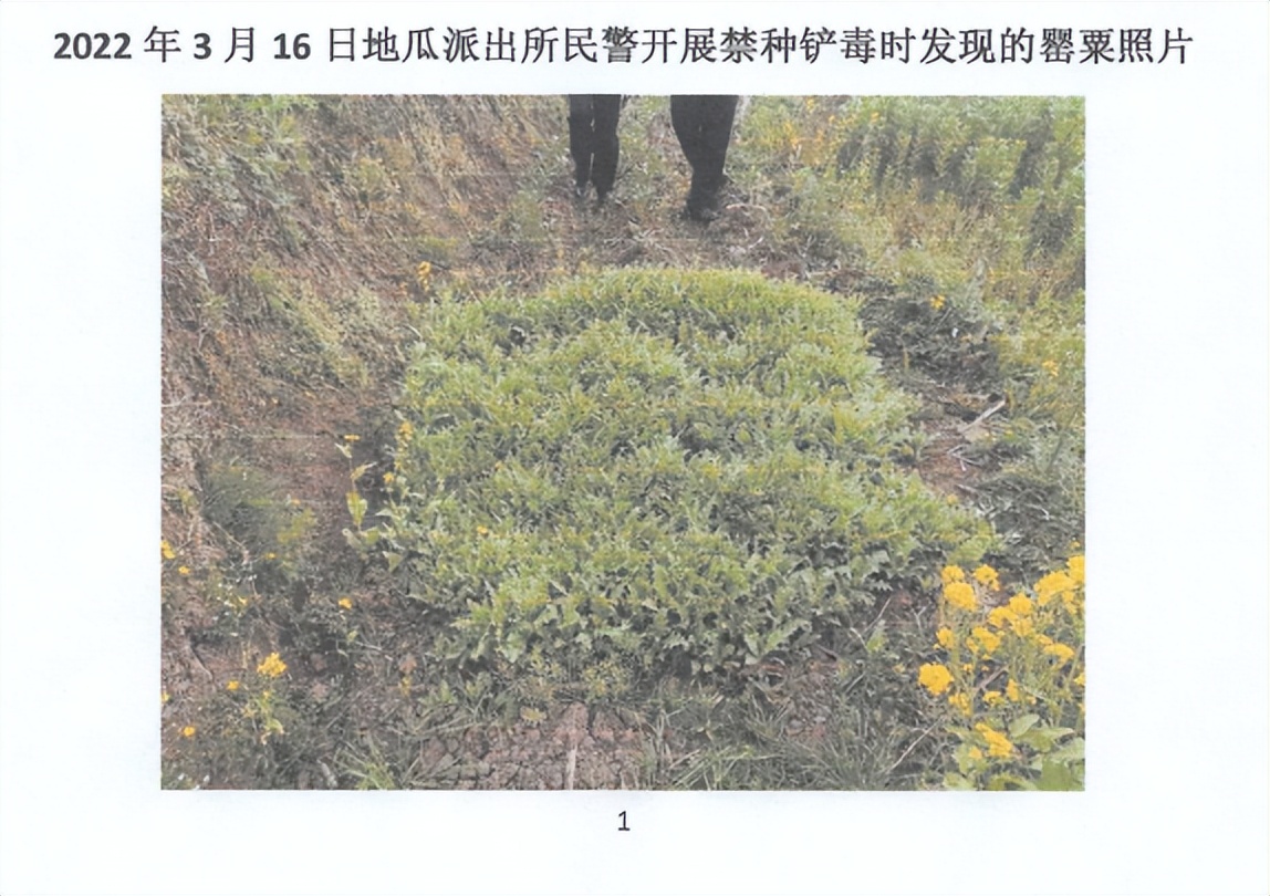 普安一男子种植*粟罂**当菜吃判刑