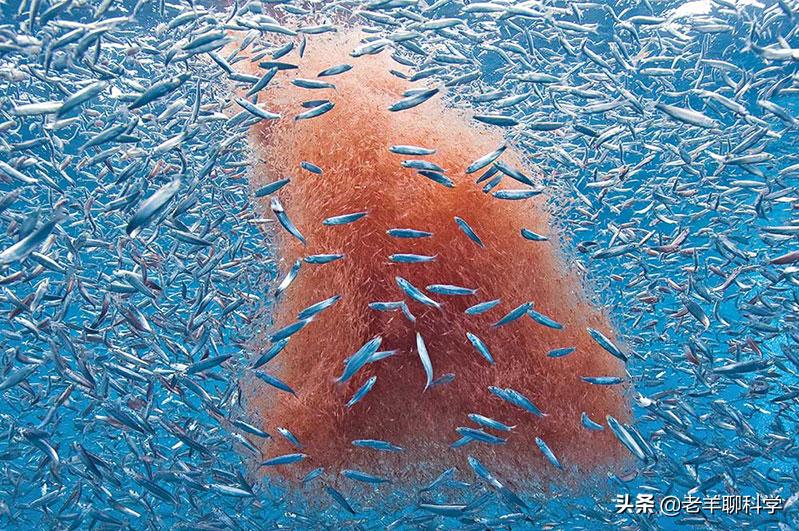 14亿国人的福音：10亿吨“海上金矿”，吃不完繁殖快，为何有隐患