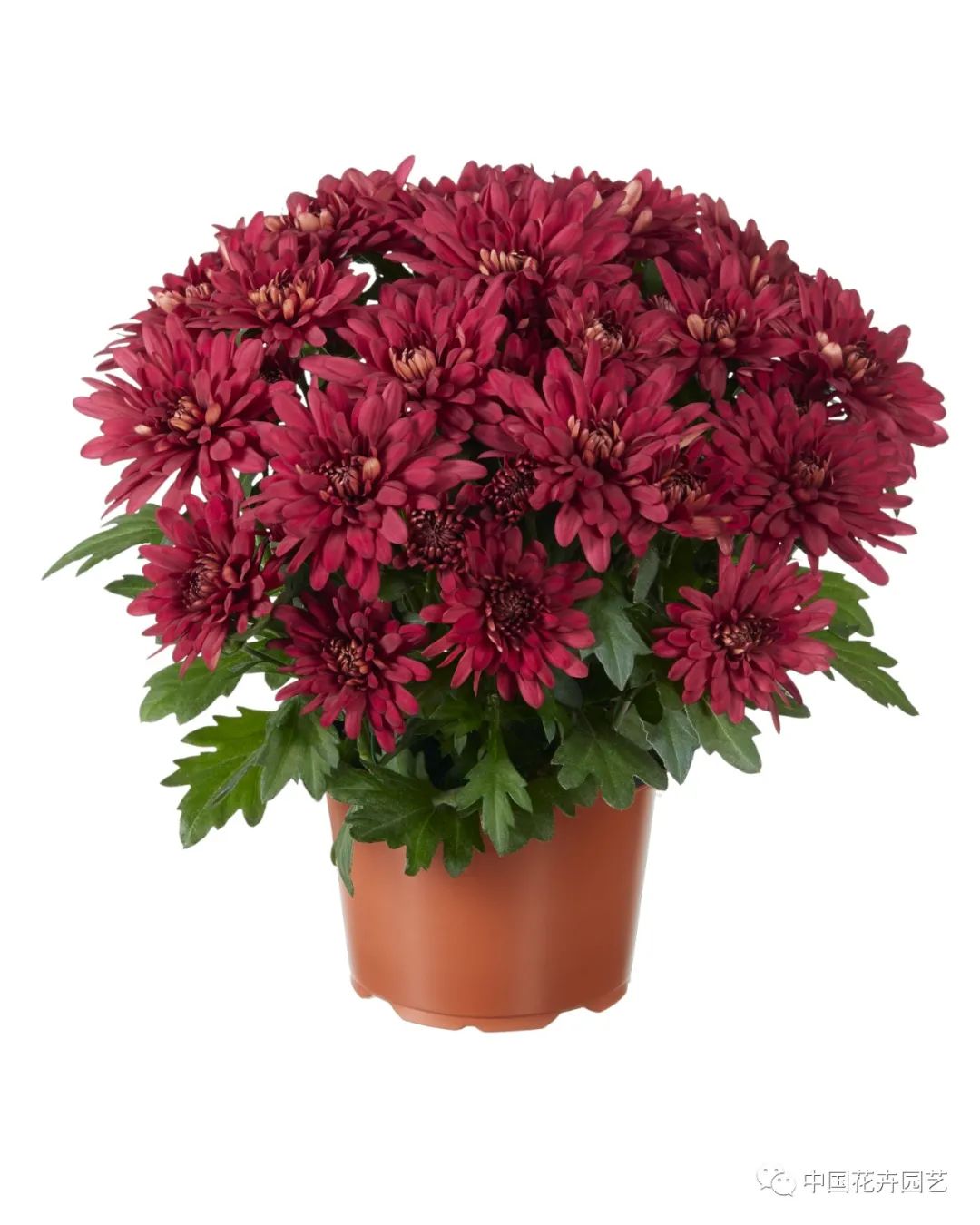 橙色多盟盆菊“水晶”系列推出新花色|新品