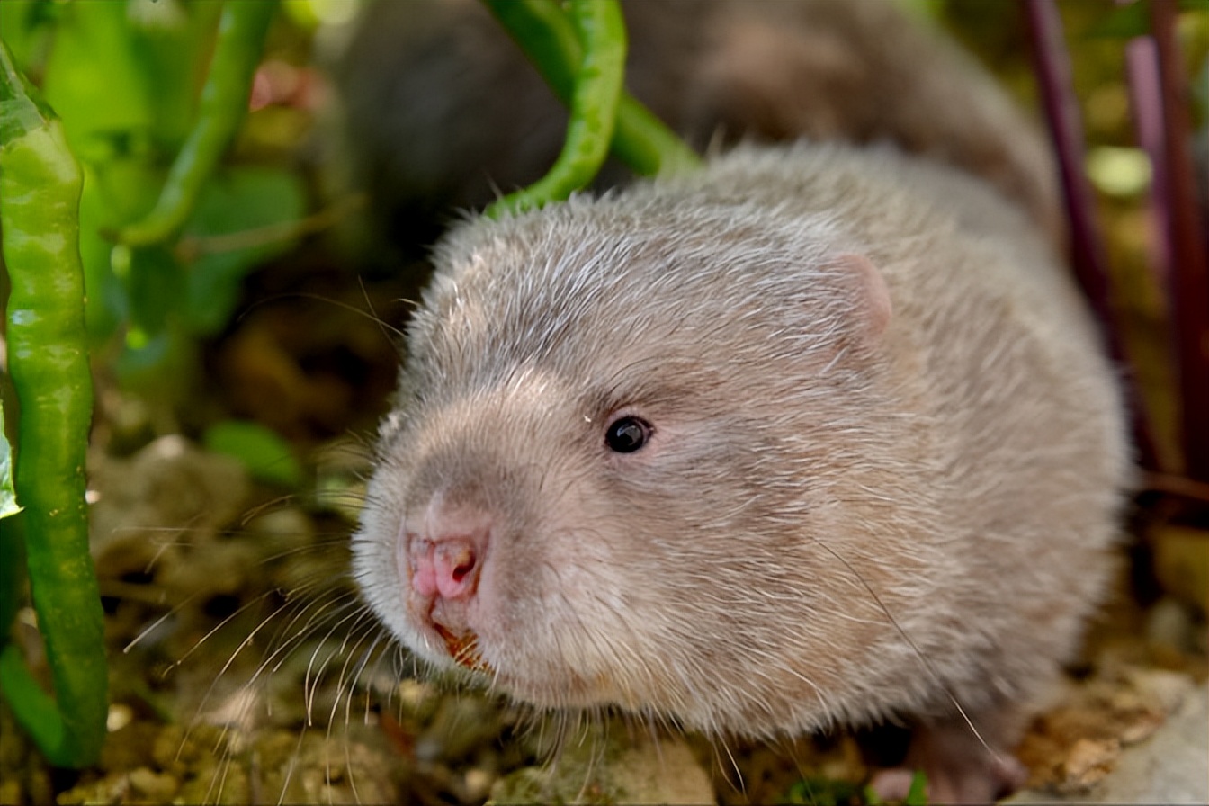 福建孕妇吃老鼠孩子长满黑斑,男子给怀孕的妻子吃竹鼠