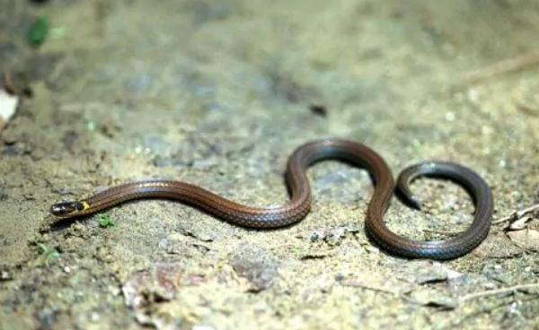 蛇类大全图鉴,蛇类大全