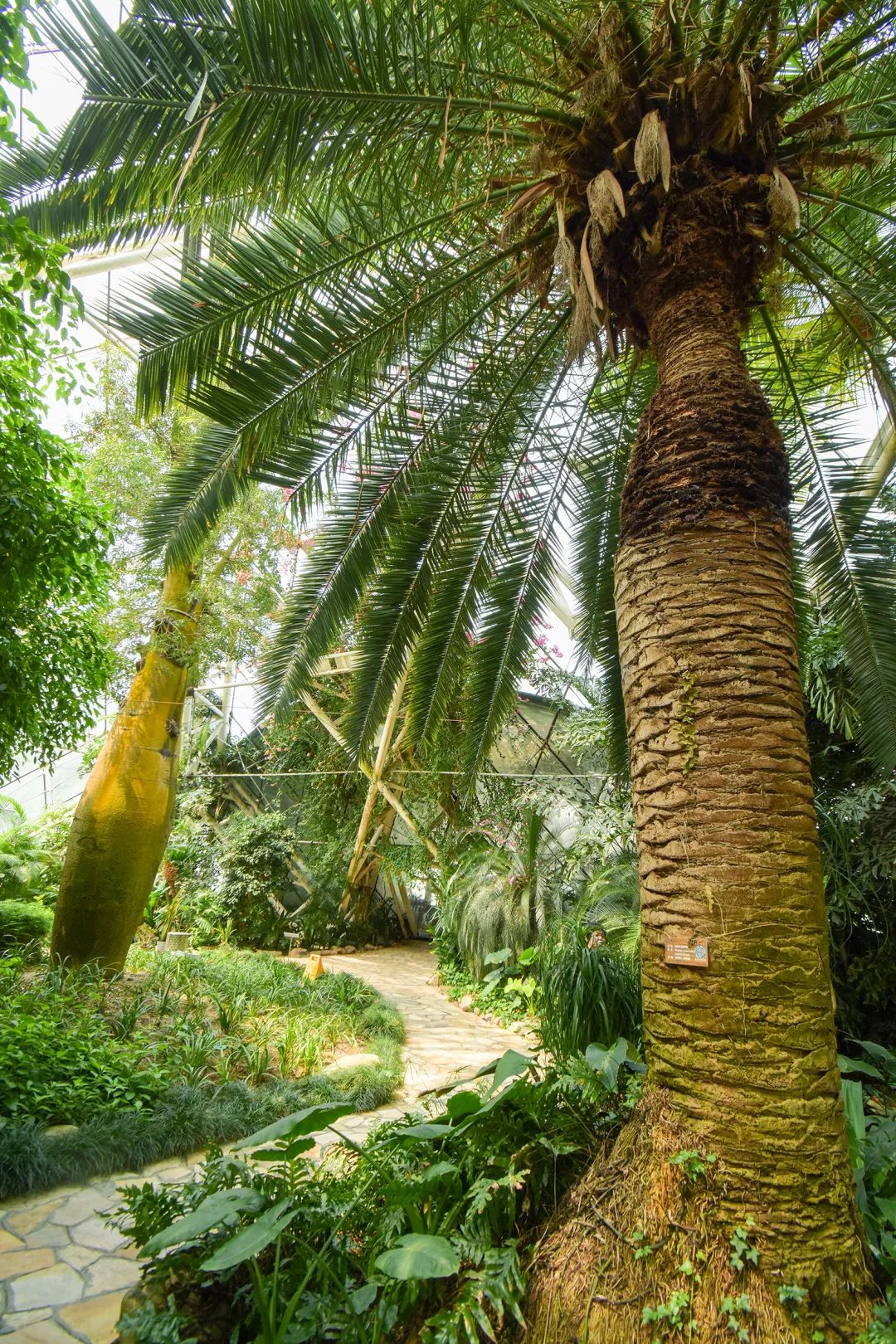 泰达热带植物园4月29日开园，文化之旅，一起鉴定网络热门植物