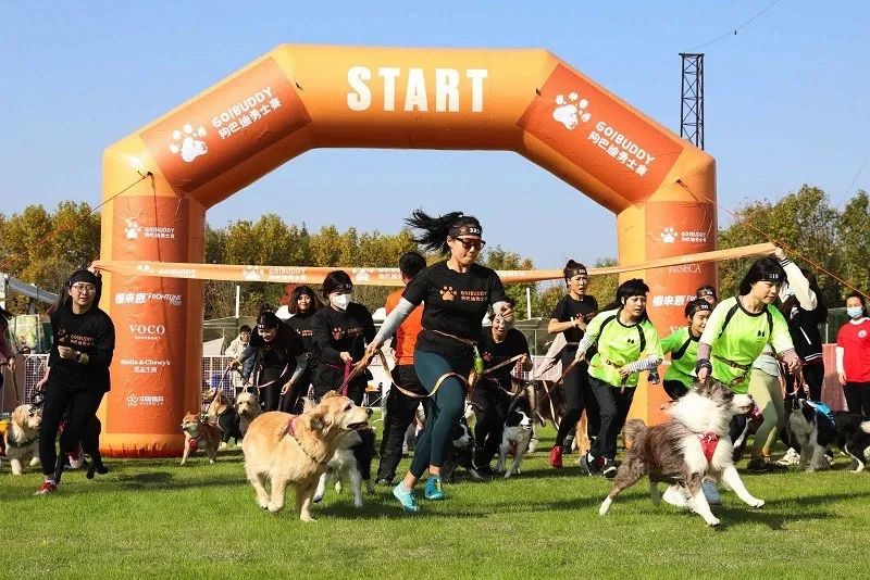 狗巴迪勇士赛程,狗巴迪勇士赛是赛级犬吗