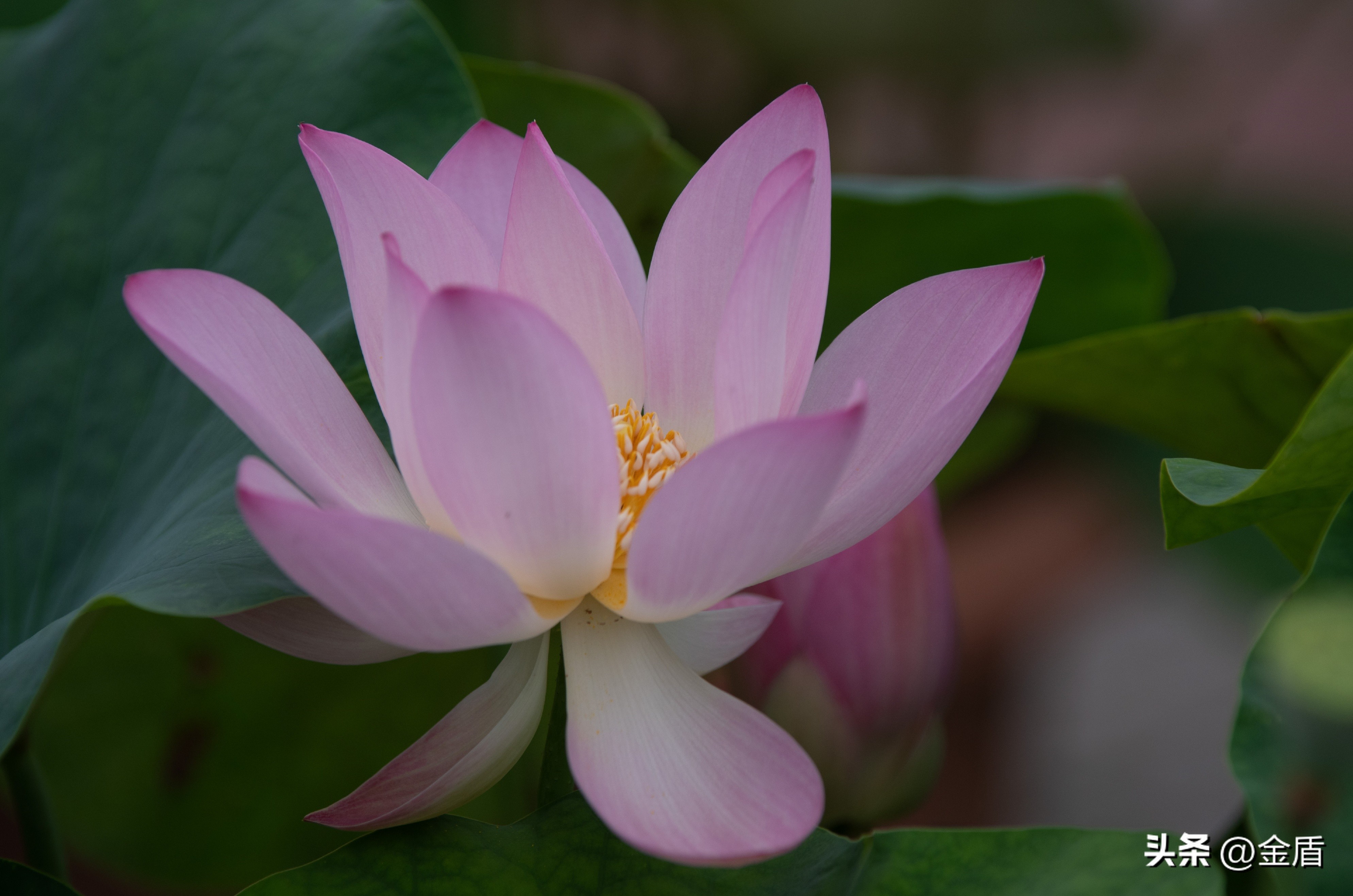 荷花象征着纯洁无瑕,纯洁无瑕的荷花