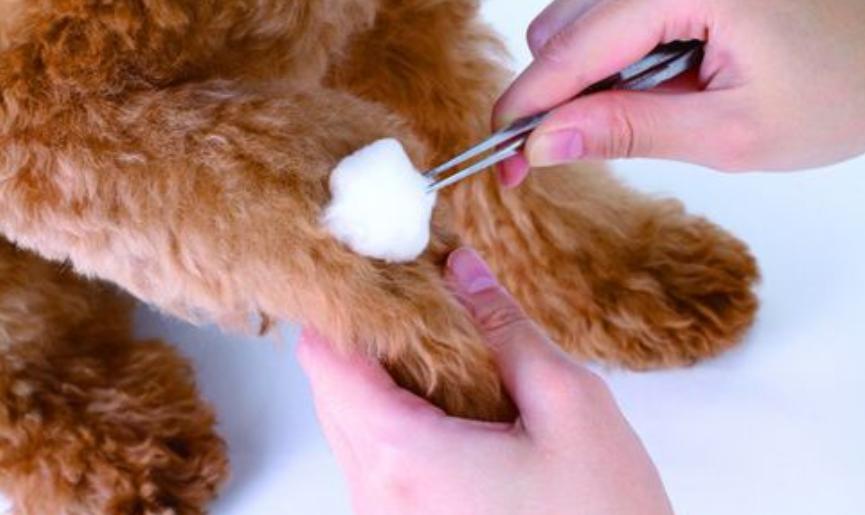 宠物狗咬人怎么教育,宠物课堂小知识