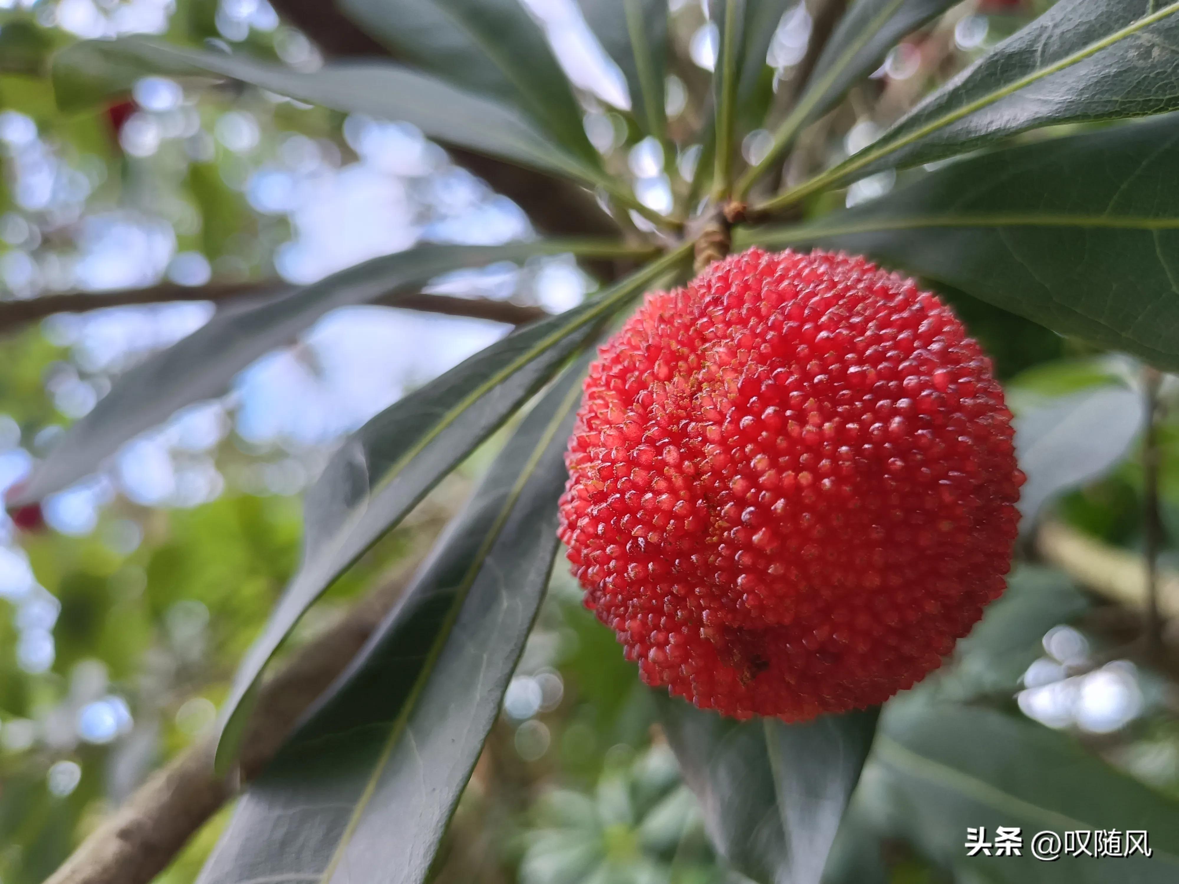 吃出好心情食物,五种水果吃出好心情