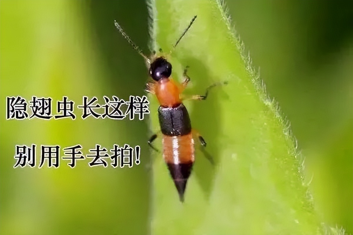 紧急提醒这种虫子别用手打,在户外遇到这种虫一定要注意