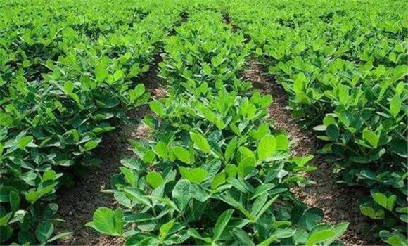 华育10号花生种植与管理,花育10号花生种植与管理