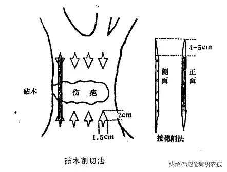 果树皮腐烂怎么治疗,果树半边树皮坏死怎么办