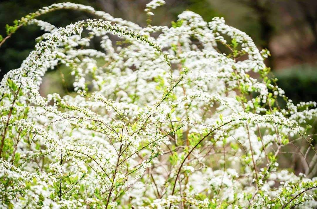 清明期间开的野花有哪些,清明节野花