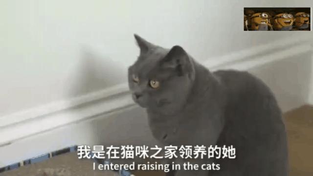 狸花猫也能治病?天才少女如何蜕变成百万级画家