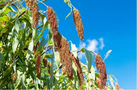 售价不到10块的大乌苏，不过是“工业水啤”，却年销10亿瓶，凭啥