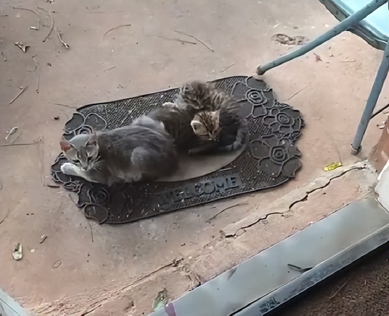 渣猫被小母猫找上门,渣猫出门被老婆抓