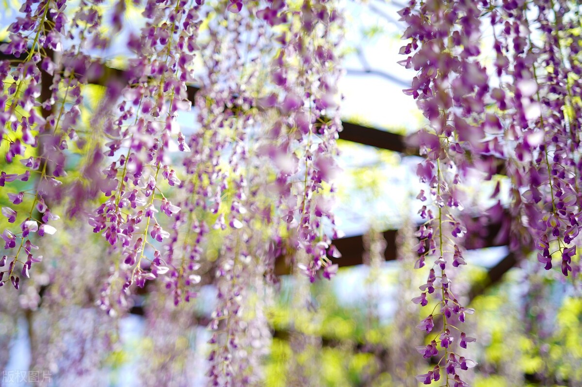 人间最美五月天春季赏樱正当时,5月北京三大赏花公园