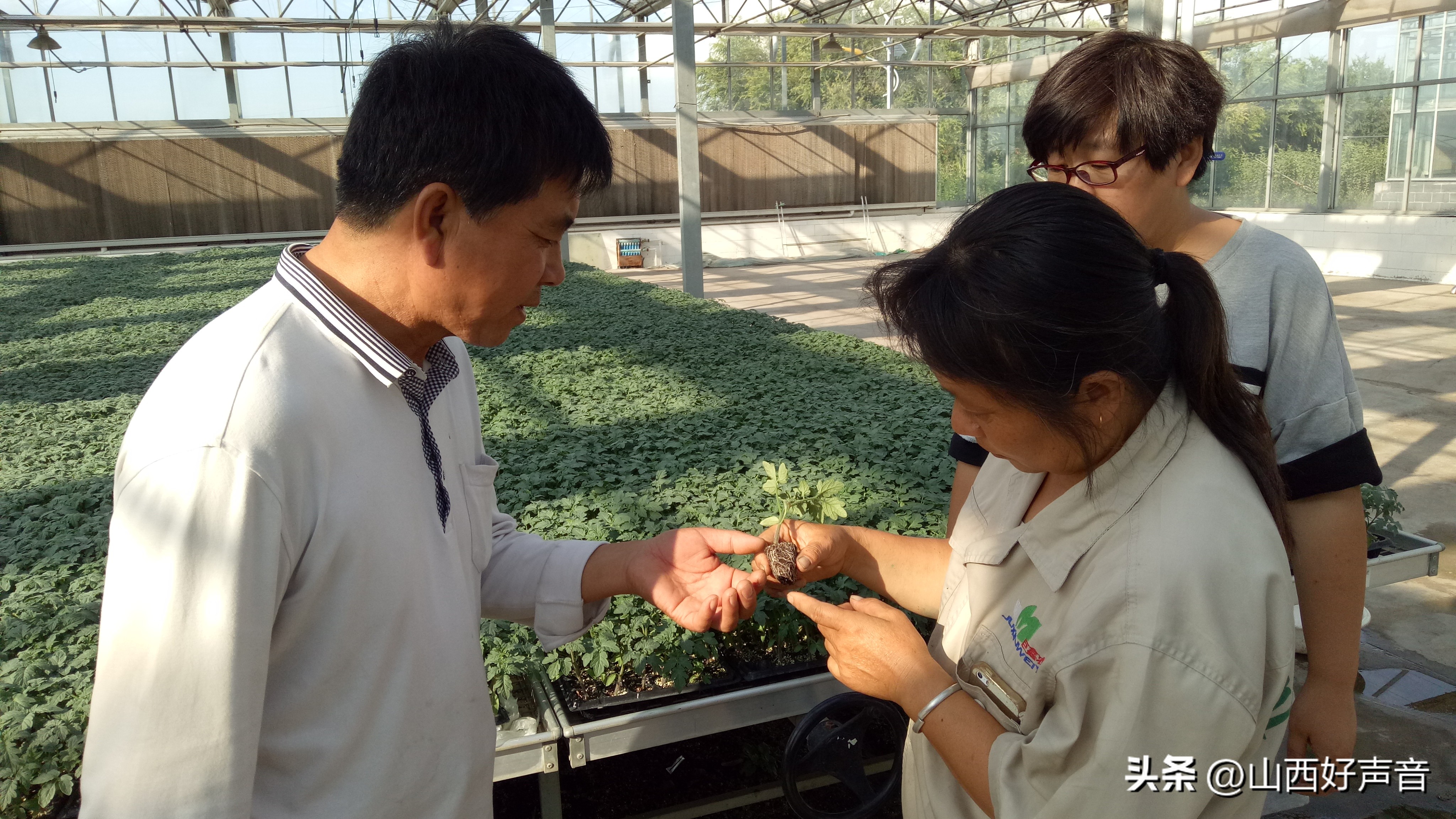 山西太行山西红柿,最好吃的农村老品种西红柿