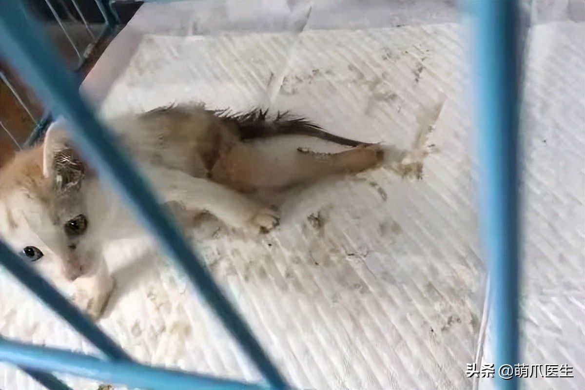 这只叫“长生”的猫咪，真实身份是美人鱼