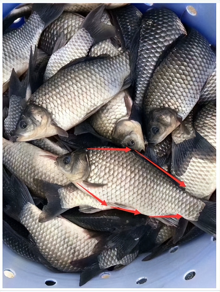 野生鱼，你买对了吗？