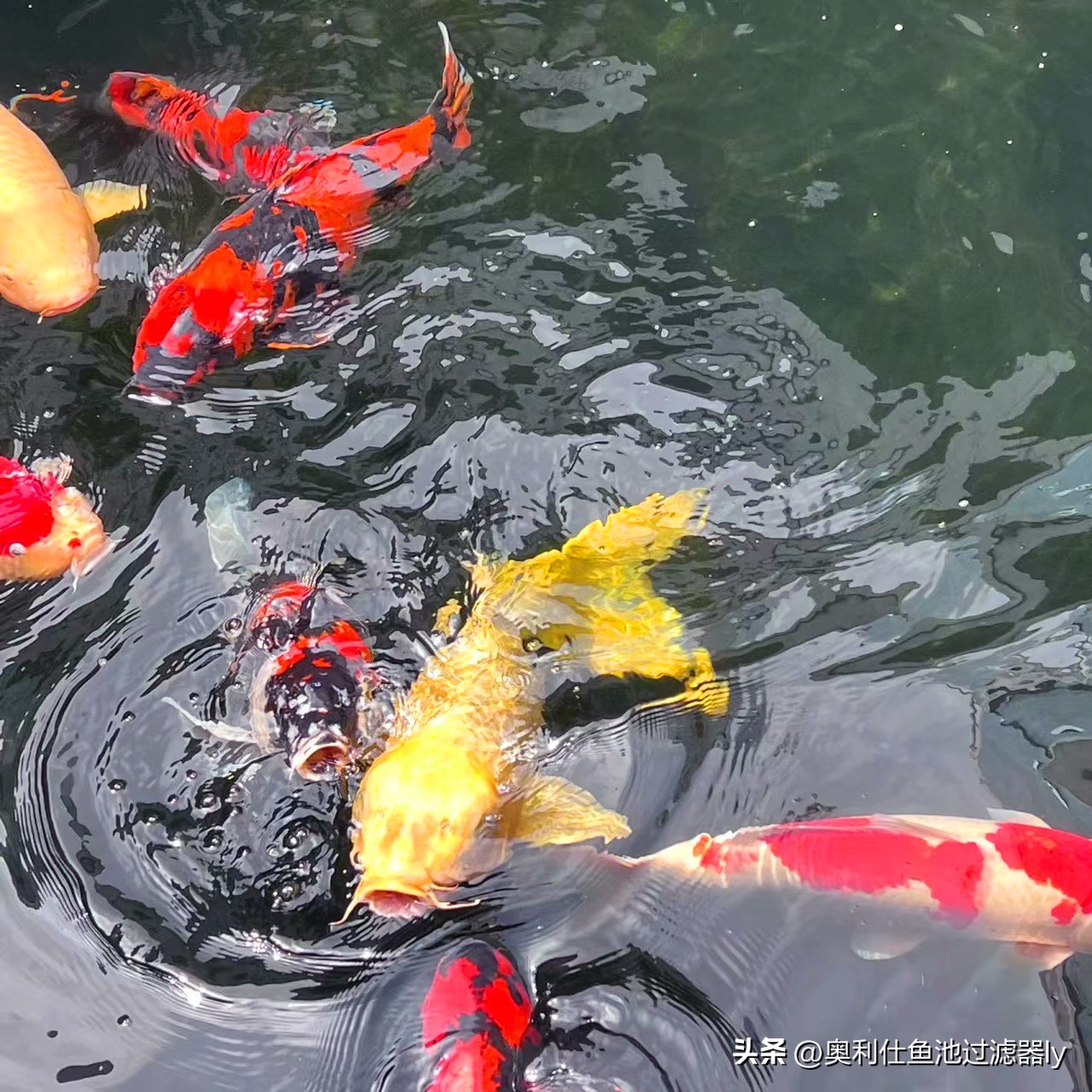 锦鲤鱼缸不喂食可以多久不换水,锦鲤入池三天喂食换水正常吗