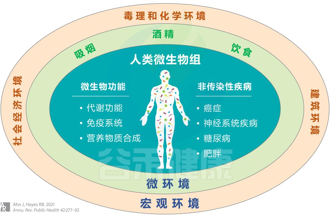 肠道菌群失衡是什么原因导致的,肠道菌群失衡有什么症状