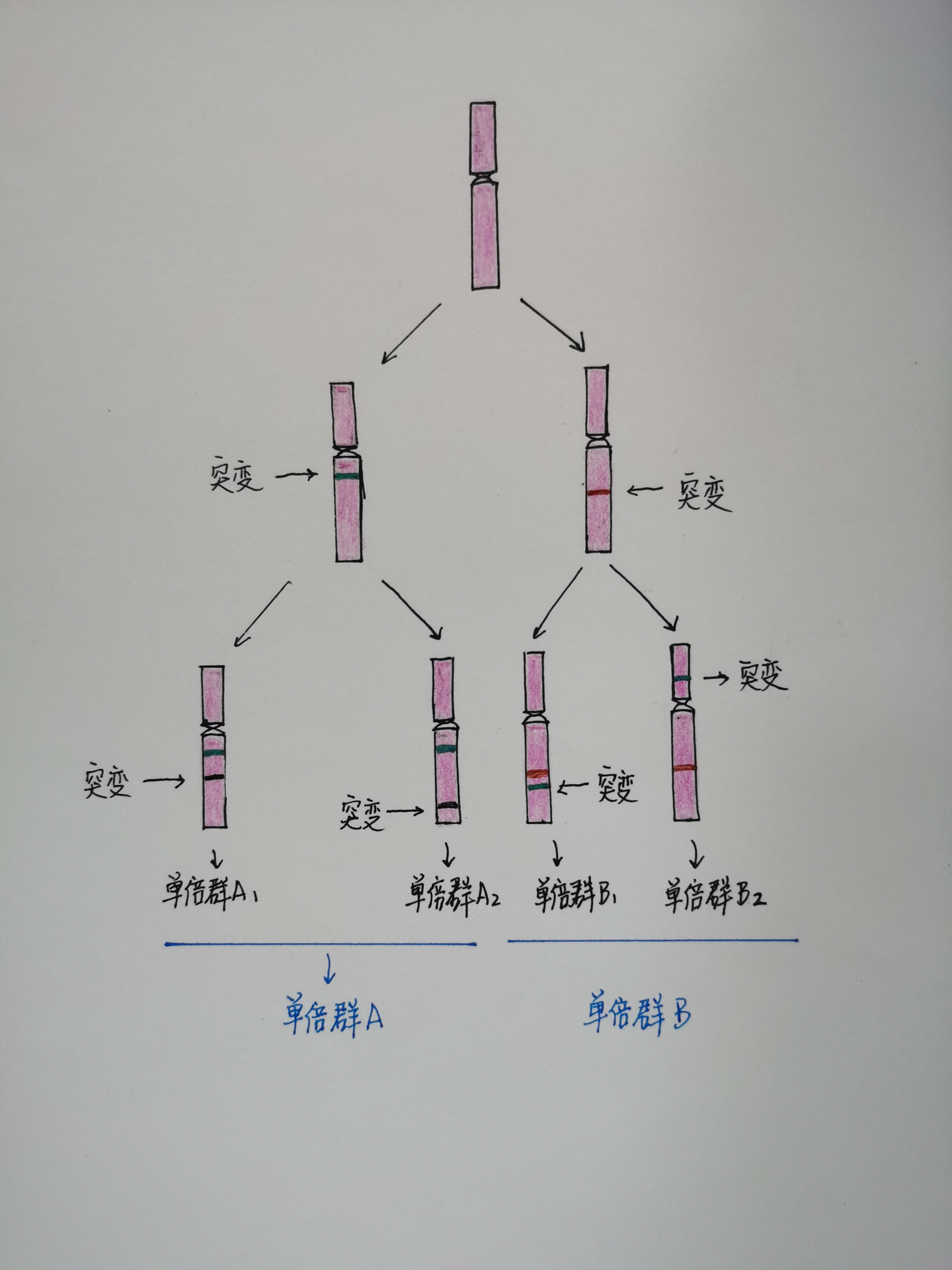 y染色体单倍群,y染色体单倍群什么意思