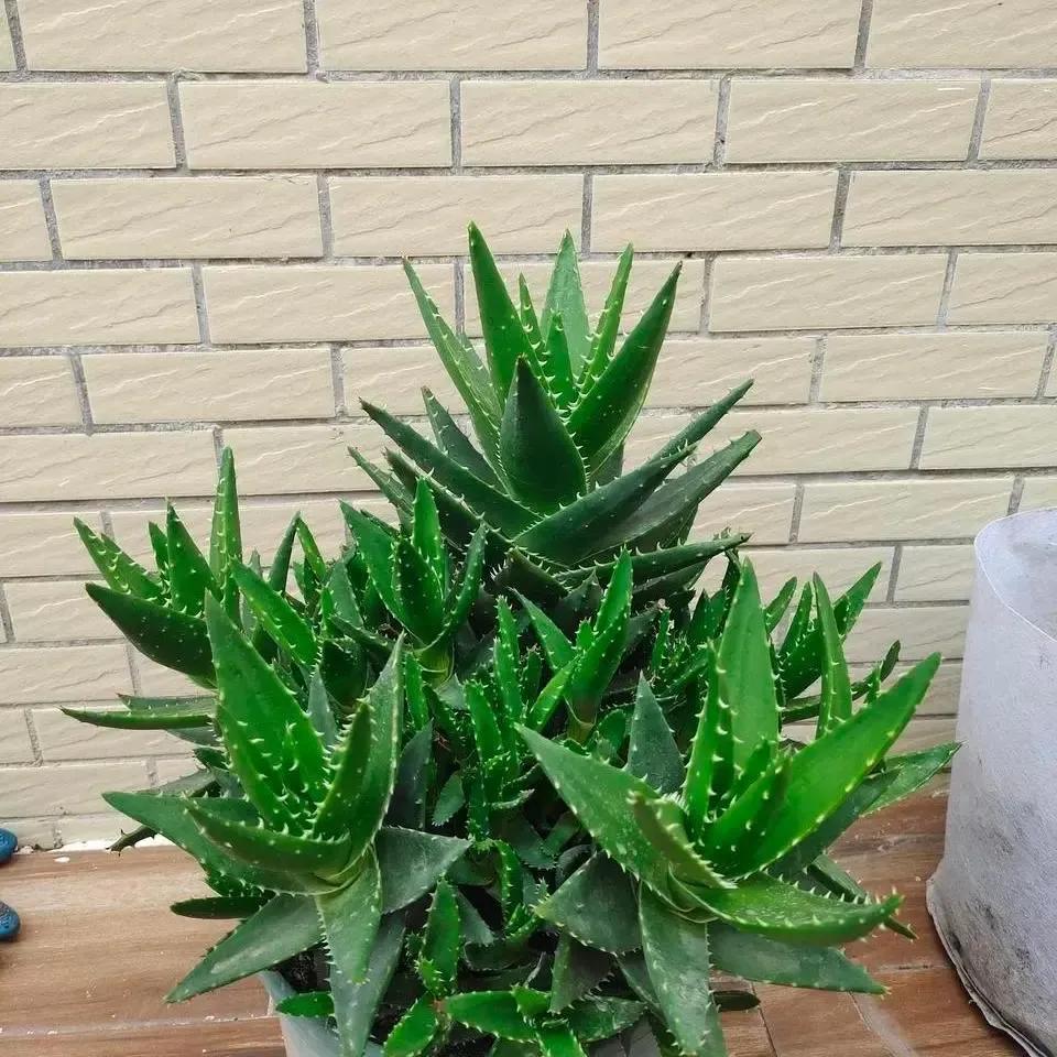 什么绿植除甲醛净化空气比较好,什么样的花草最吸甲醛能净化空气