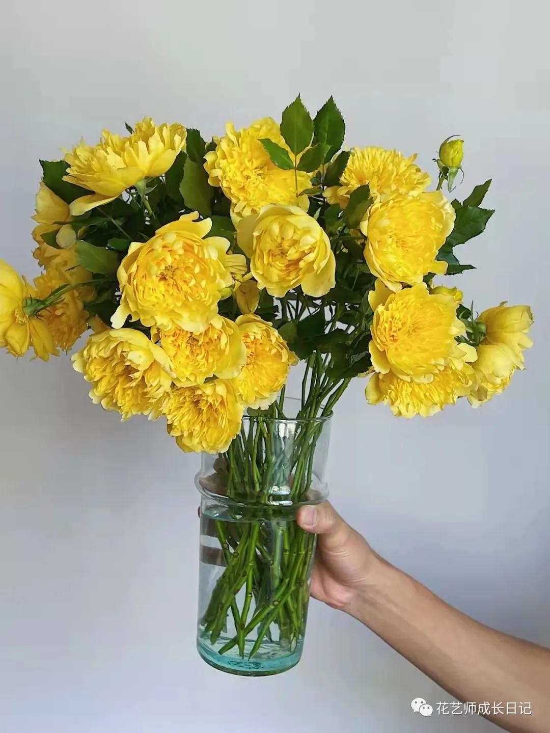 100朵玫瑰vol.50|烟花波浪玫瑰，菊里菊气，花开如烟火