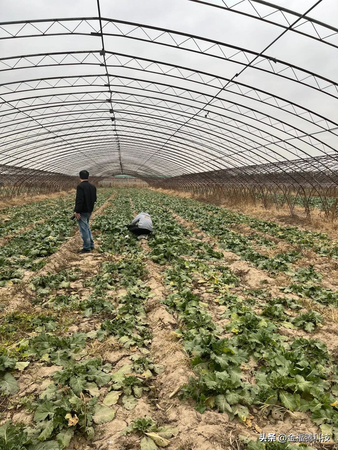 金玉园萝卜熟了~15日采摘期，清甜无辣，原汁原味，自然生长