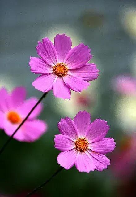 走在乡间的小路上,走在乡间的小路上口哨版