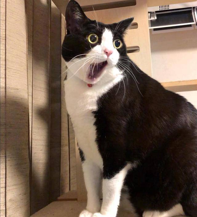 这5种猫堪称白眼狼养了也白养,新手最容易养的5种猫