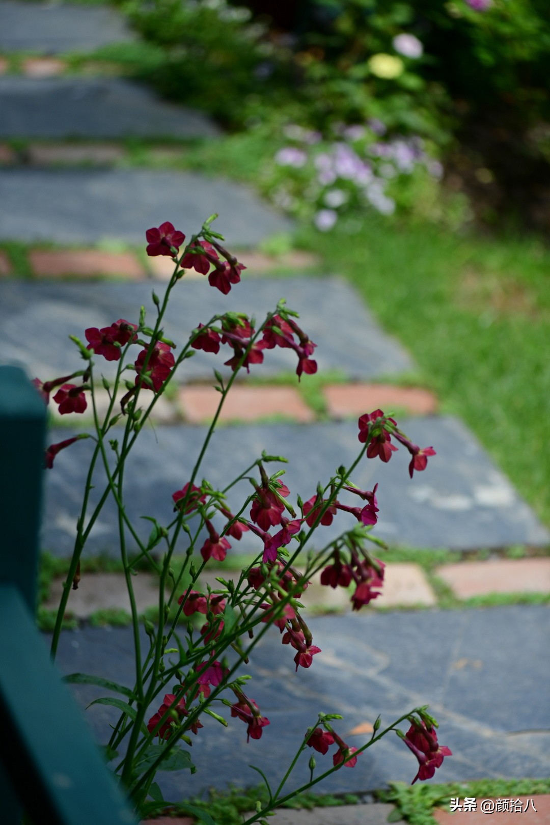 冬天开花的室外花卉盆栽,温室盆栽观花花卉植物