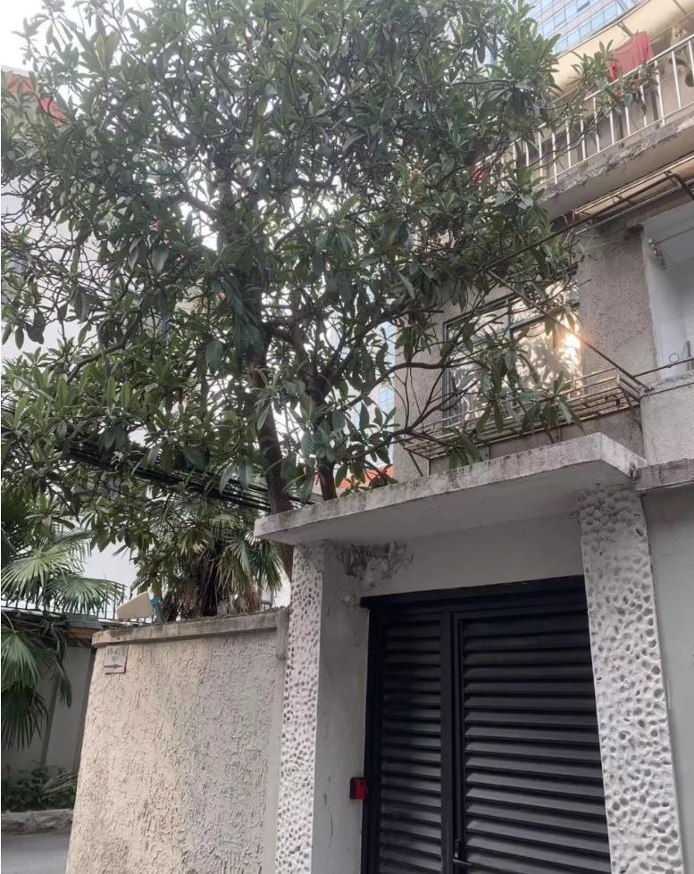 买上海地产的钱买赛鸽，李梅龄培育李种之中国顶尖社群聚居区