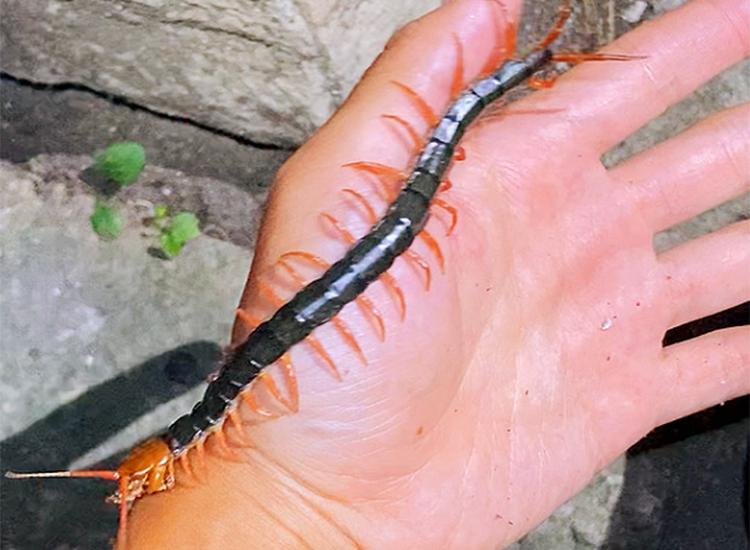 蜈蚣毒性与蜈蚣大小有关系吗,蜈蚣毒性与蜈蚣大小有关吗