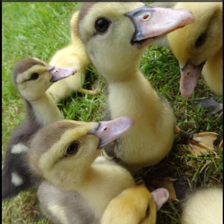 可爱的小鸭子作文带评语,可爱的小鸭子作文四年级下册语文