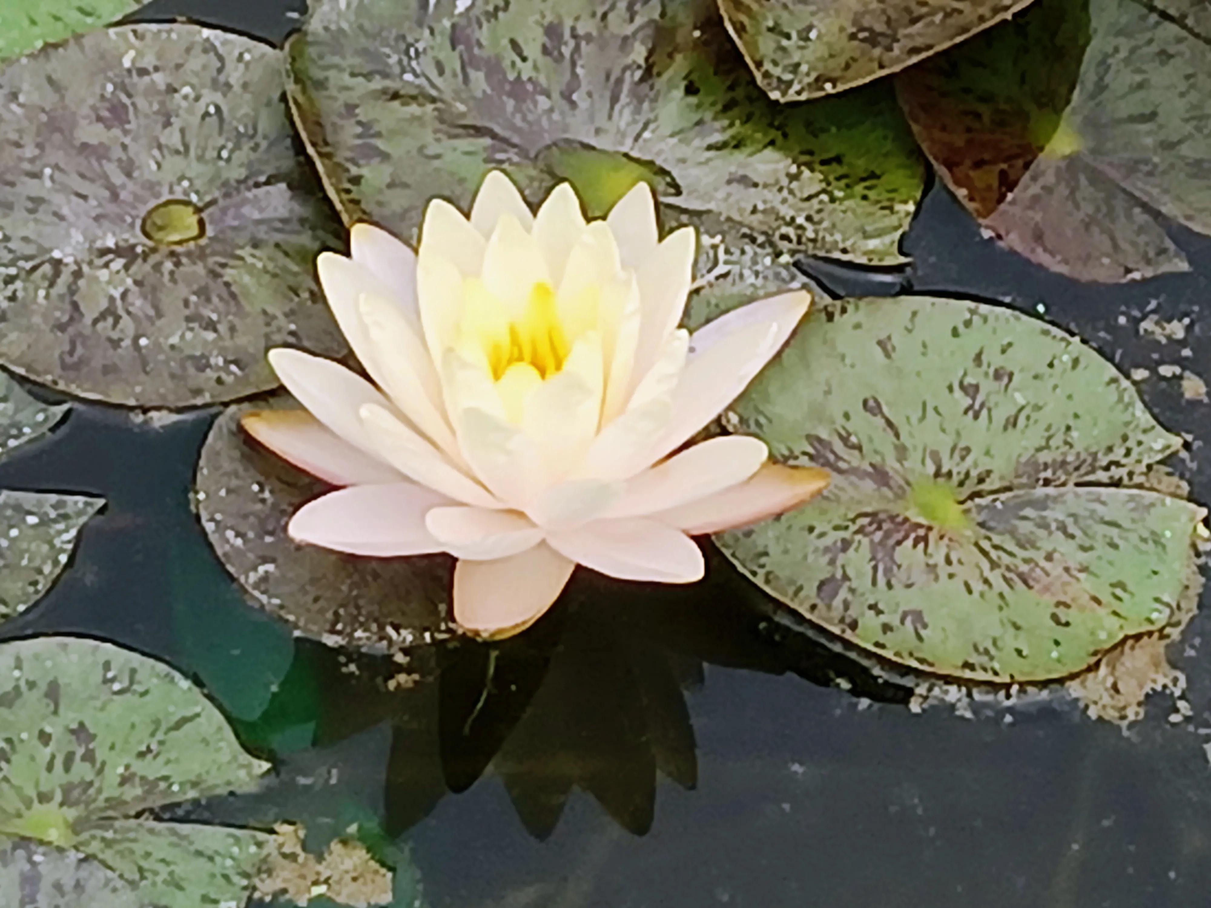 高龄胰腺癌晚期还有必要化疗吗,胰腺癌晚期医生建议不化疗