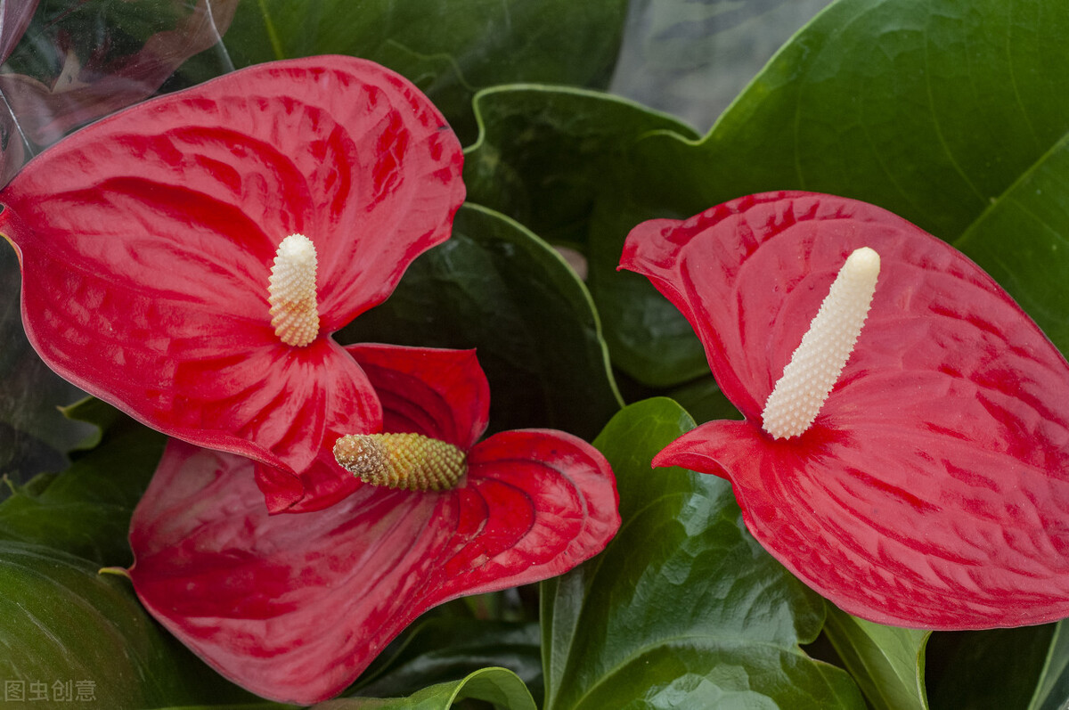 养的红掌黄叶是怎么回事,冬天水培红掌叶子发黄怎么办