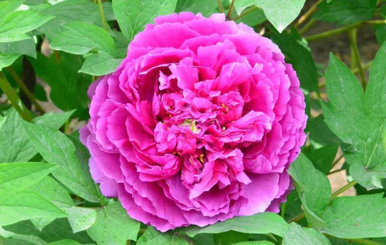 电子厂干了十天临时工，只发了164元，无奈之下我举报到了劳动局