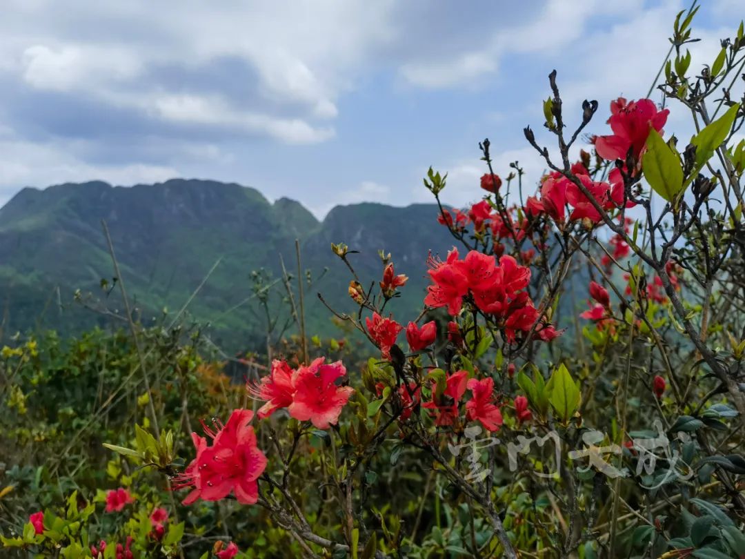 映山红野生杜鹃花图片,野生映山红杜鹃生长在什么地方
