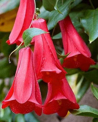 罕见漂亮的鲜花,全球最漂亮的鲜花