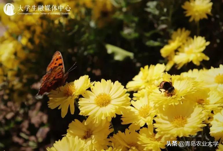 红橙黄绿青蓝紫，pick出你心中的青岛农大色彩