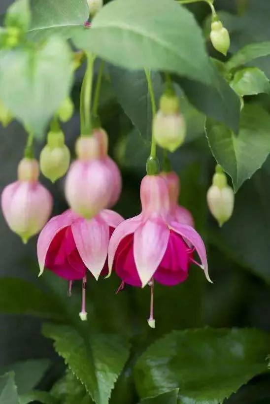 花朵壁纸横版,花朵招财壁纸
