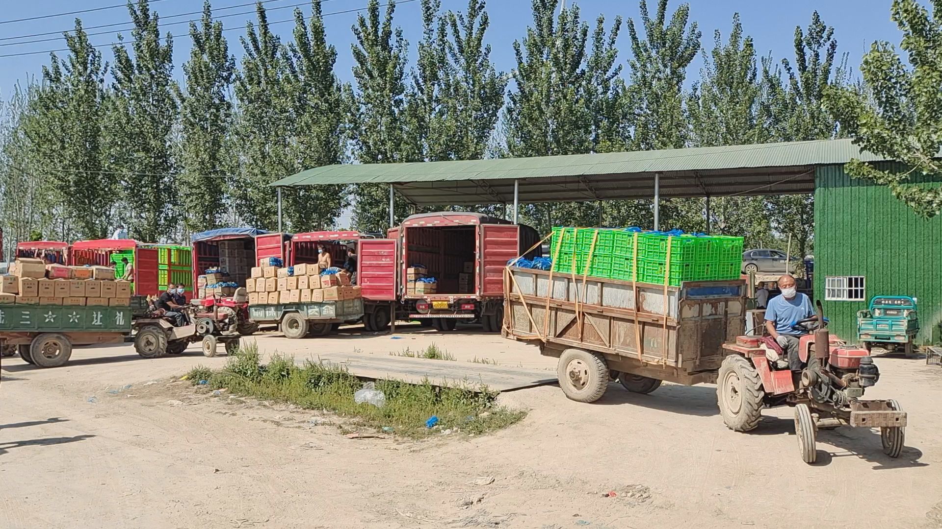 扶沟县12万亩蔬菜基地,扶沟万亩果蔬基地在哪里