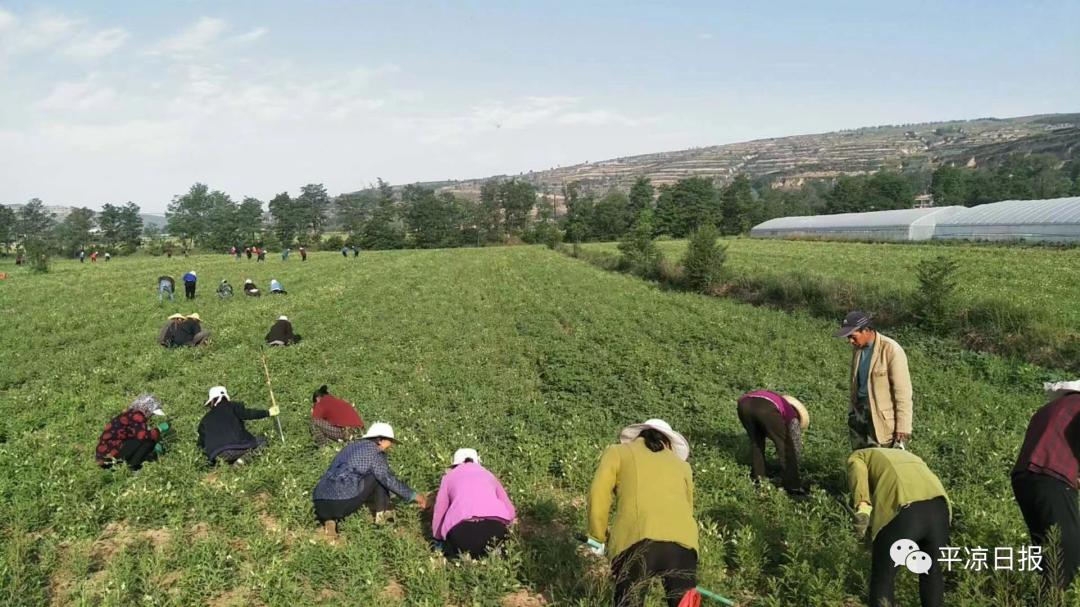三抓三促旅游景区创建,平凉市三抓三促动员部署会议精神