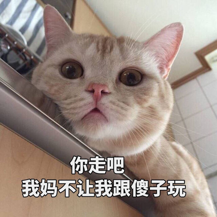 想养猫如何克服对猫的恐惧,养了猫之后越来越讨厌猫