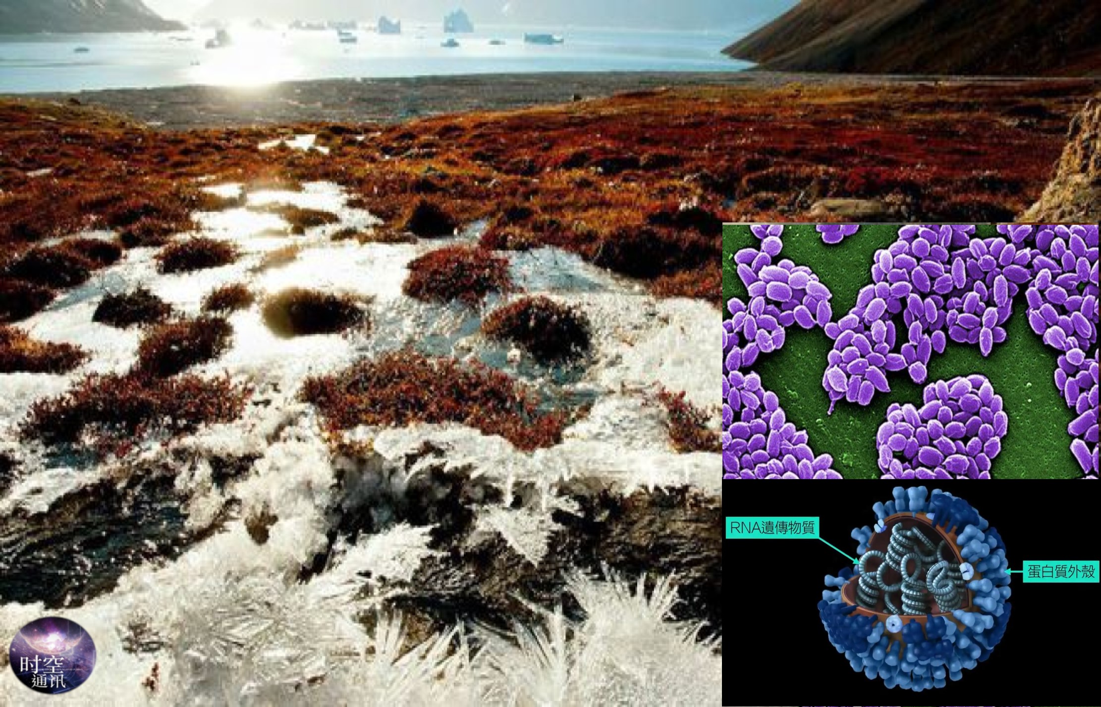 北极发现猛犸象真相 (猛犸象为什么会在北极圈冻土层里)